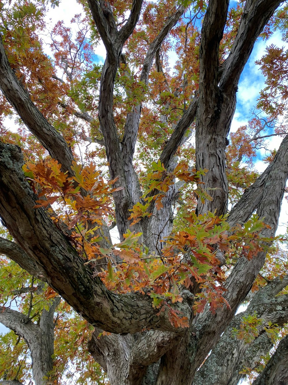 un grande albero con molte foglie su di esso