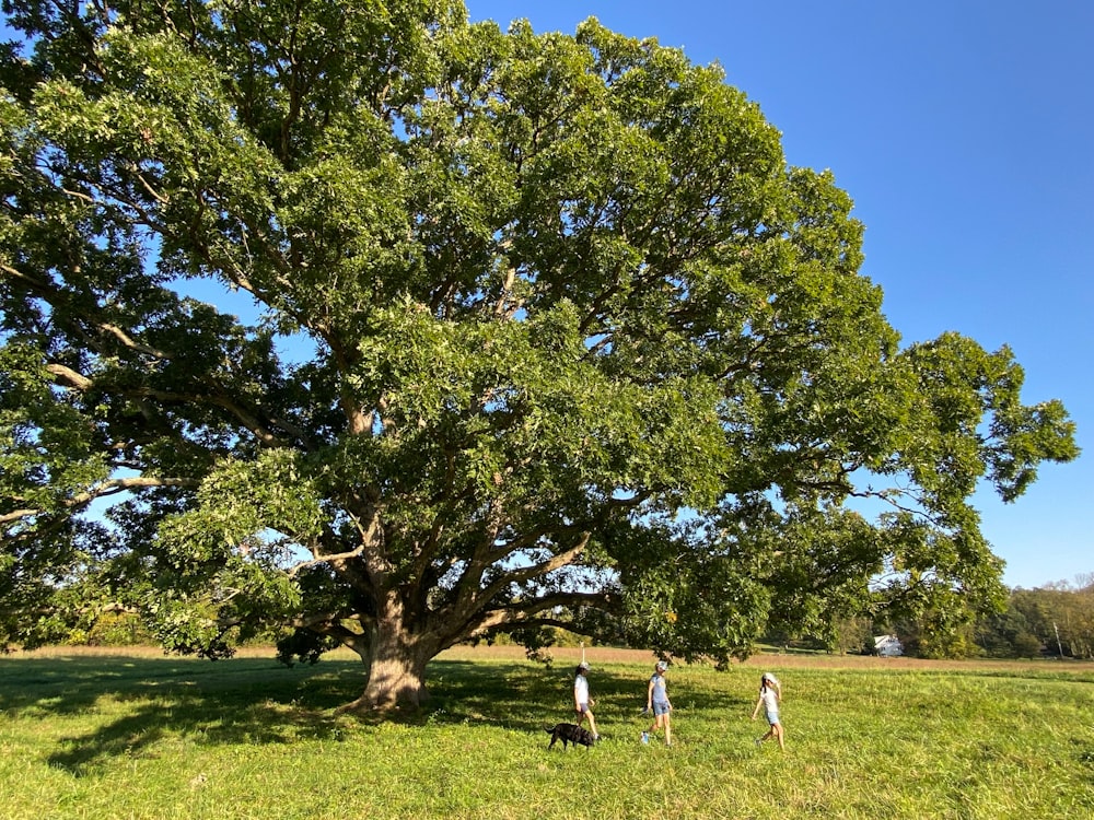 un gruppo di persone in piedi sotto un grande albero