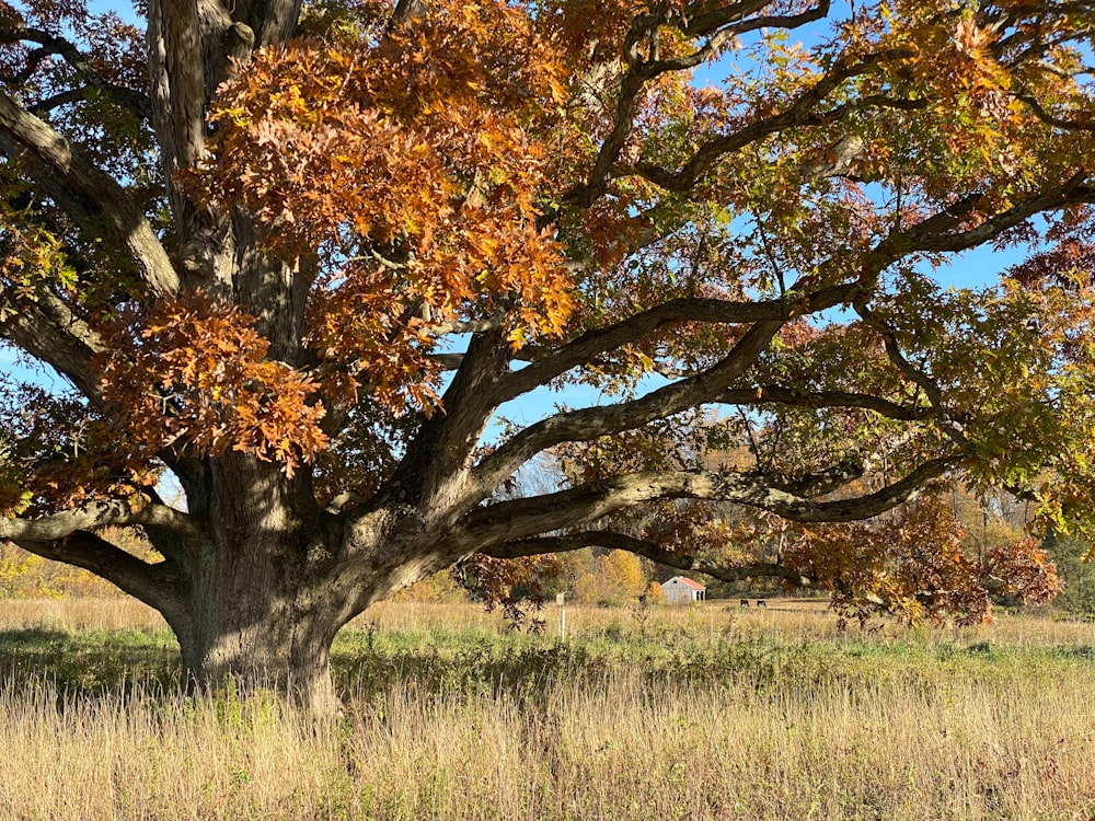 un grand arbre au milieu d’un champ