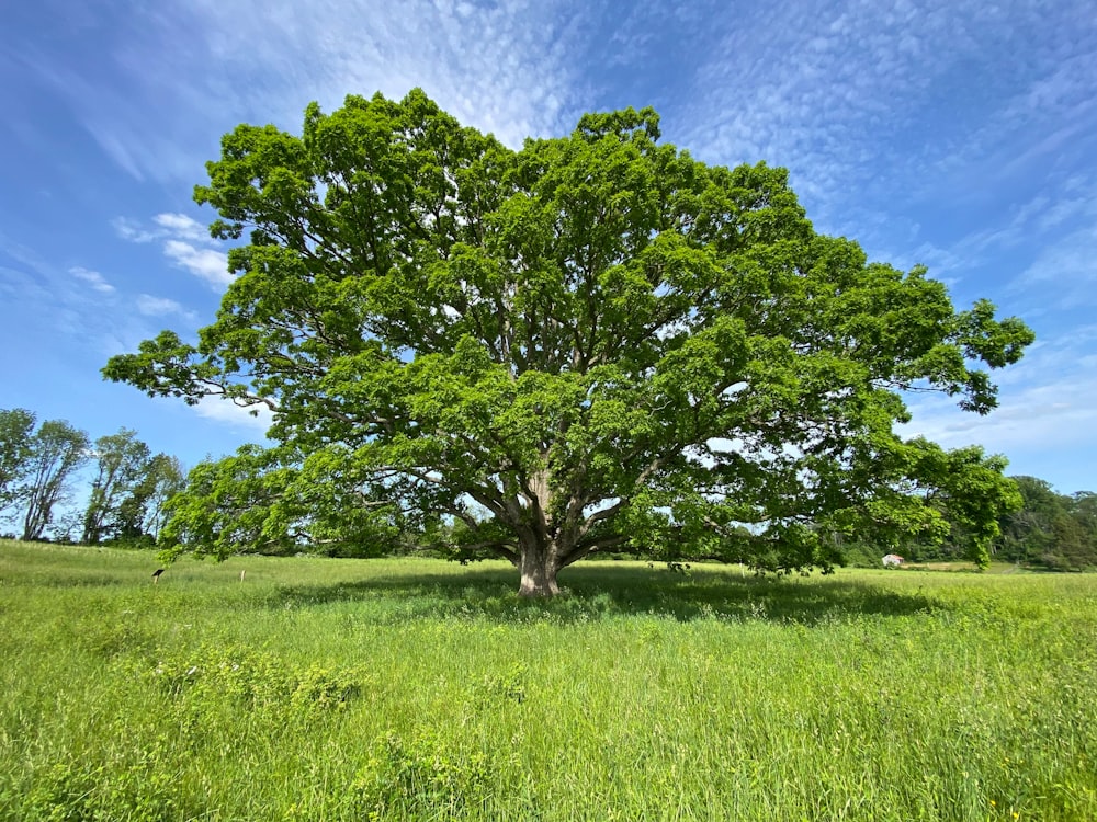 a large green tree sitting in the middle of a lush green field