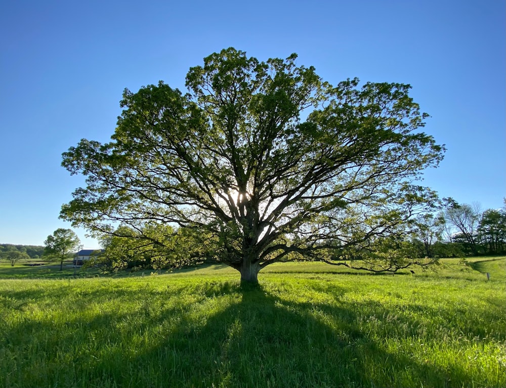 uma grande árvore no meio de um campo gramado