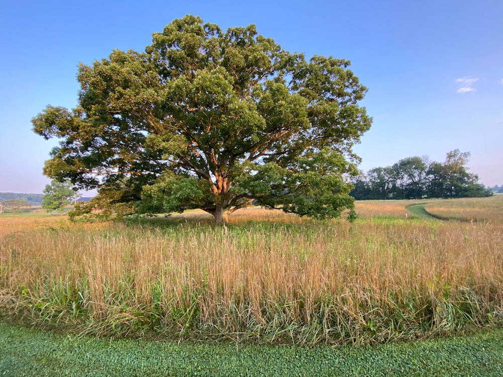 un grand arbre assis au milieu d’un champ