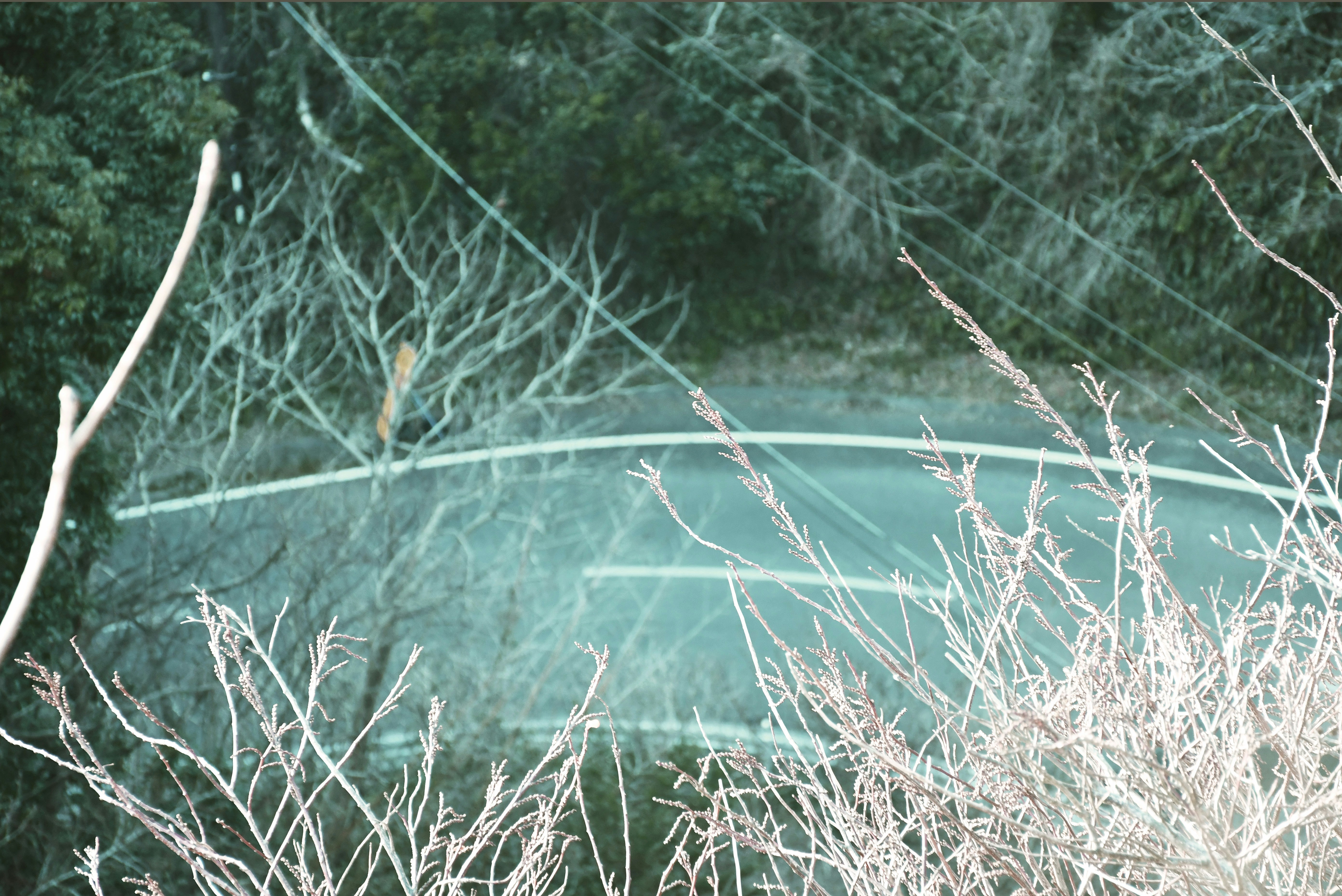 a car is parked in a wooded area
