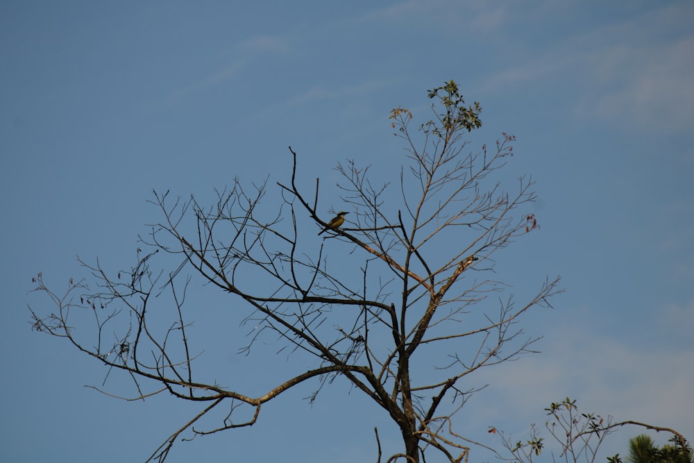 나뭇가지 위에 앉아 있는 새