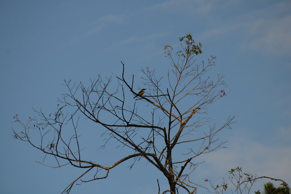 a bird sitting on top of a tree branch