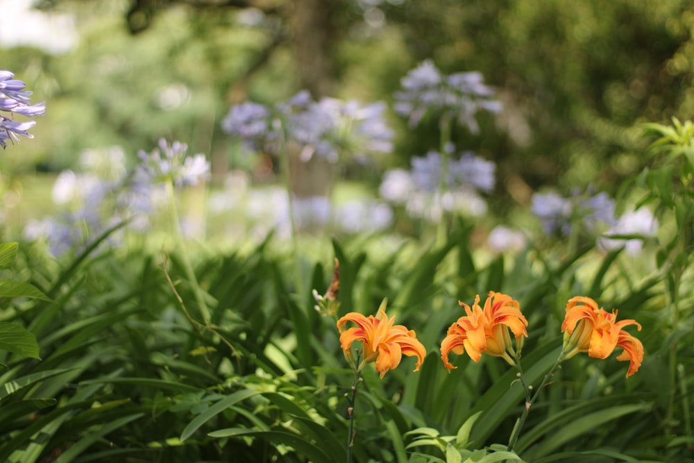 a bunch of flowers that are in the grass