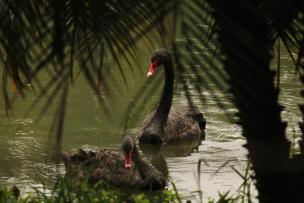 a couple of black swans floating on top of a lake