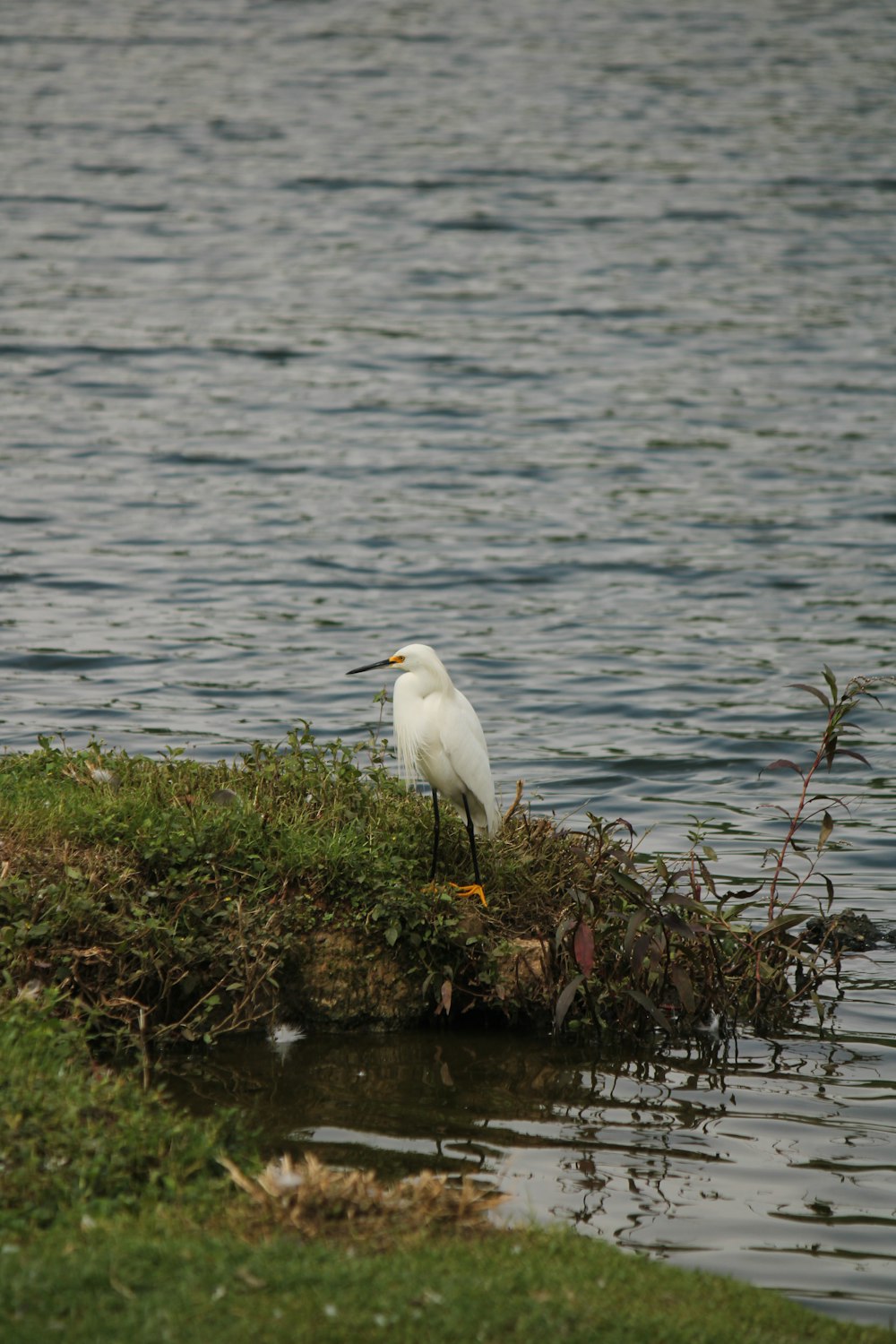 um pássaro branco sentado no topo de uma pequena ilha