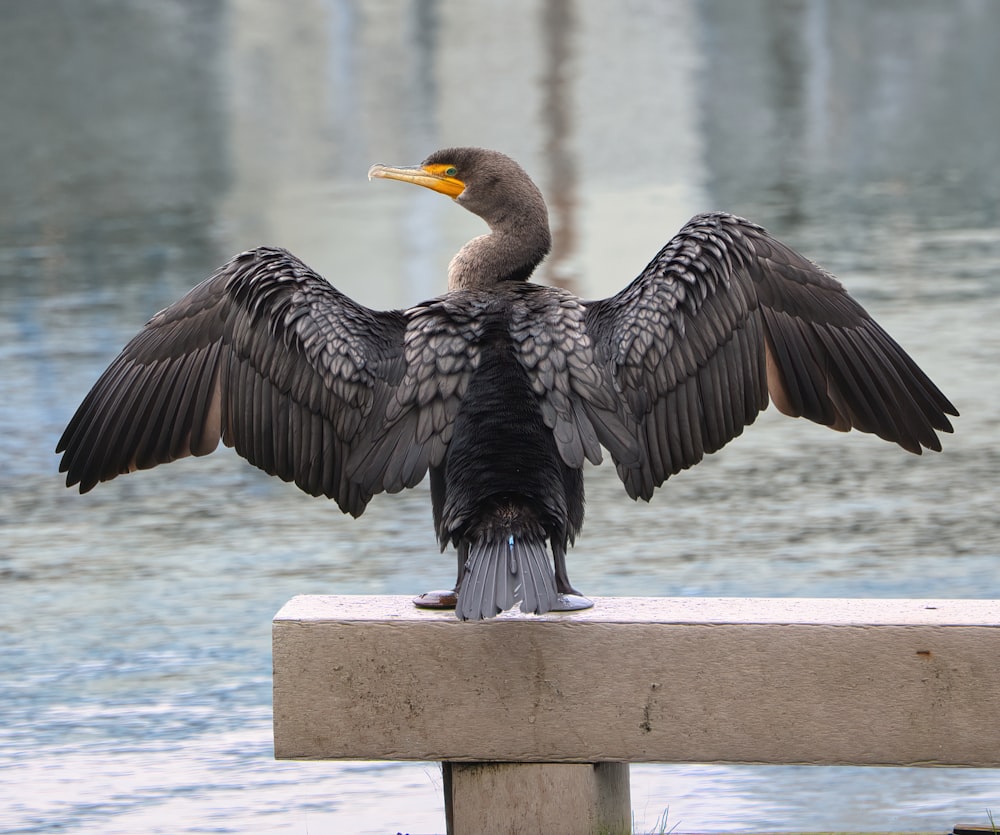 a bird with its wings spread sitting on a bench