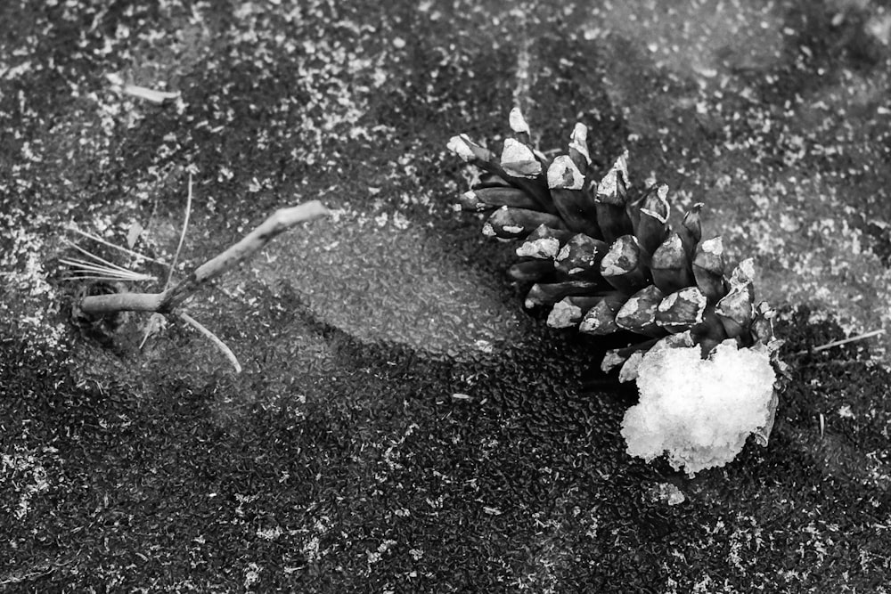 a black and white photo of a pine cone