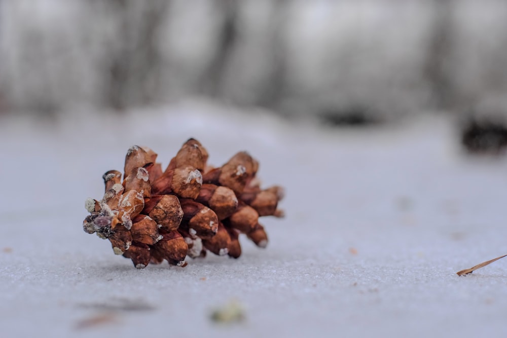 a close up of a pine cone in the snow