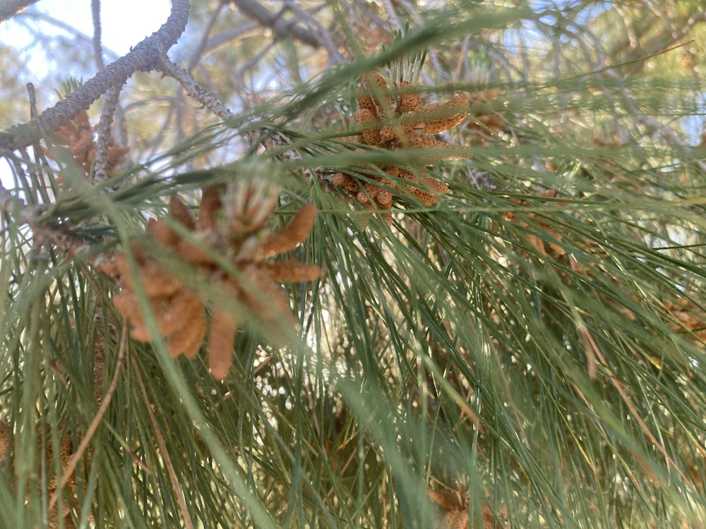 a close up of pine cones on a pine tree