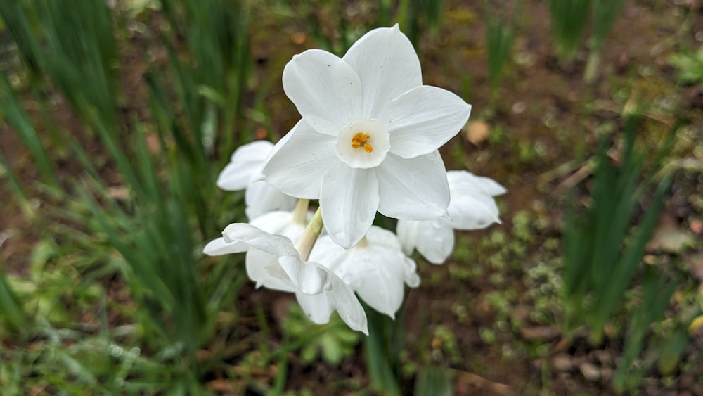 a close up of a white flower in a field