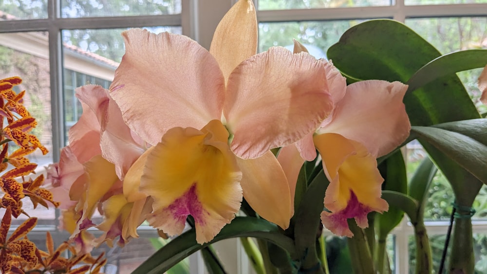 a vase filled with pink and yellow flowers