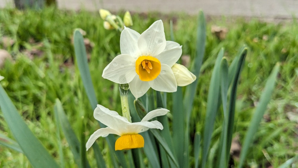 a couple of flowers that are in the grass