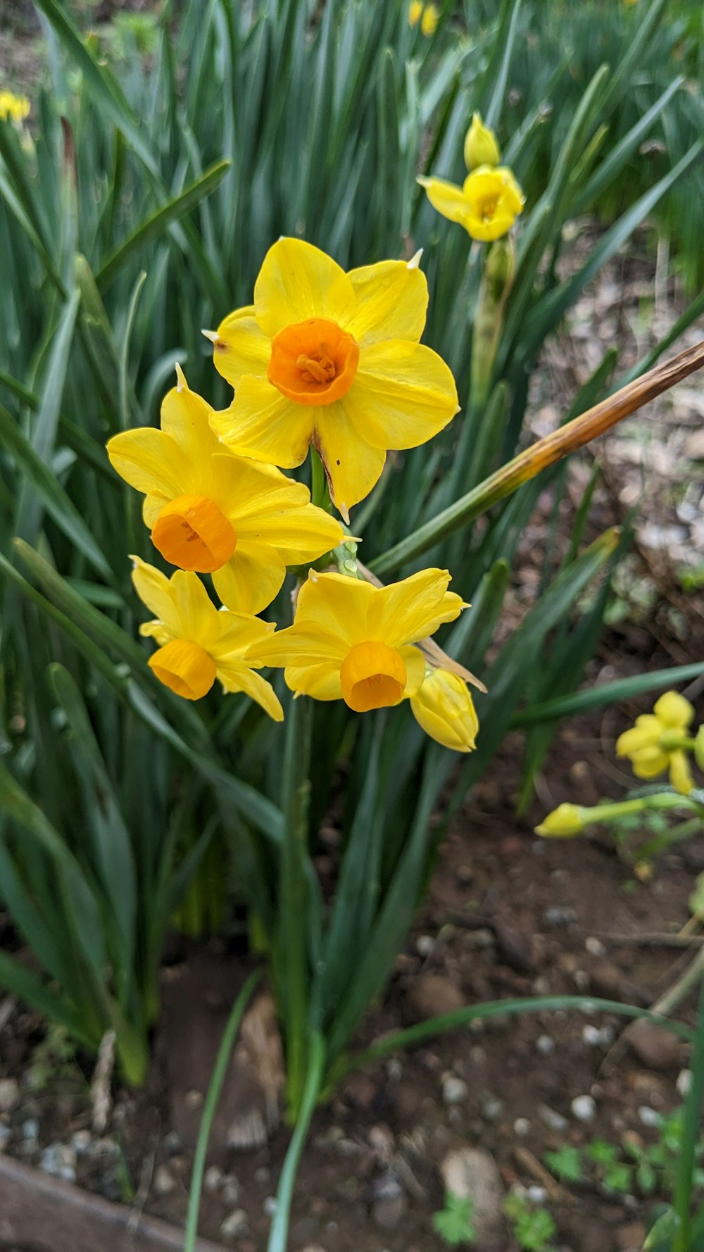 a bunch of yellow flowers growing in a garden