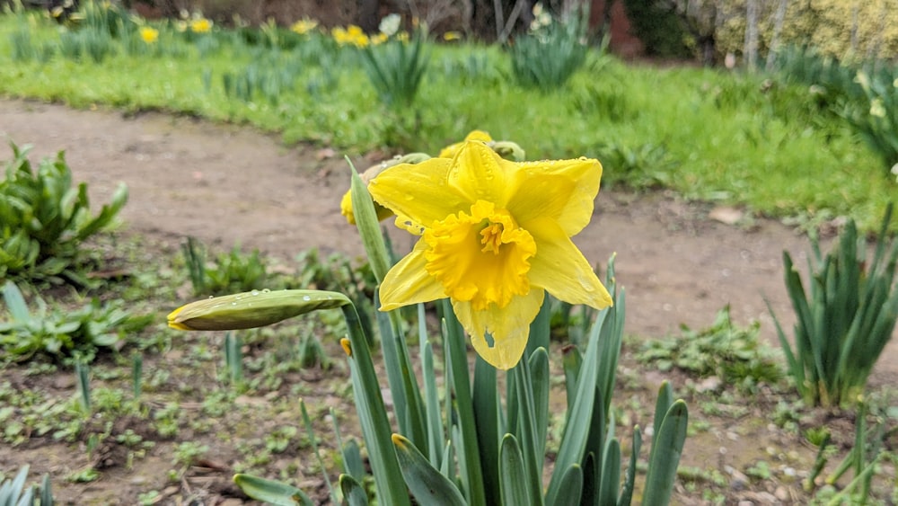 a yellow flower is blooming in a garden