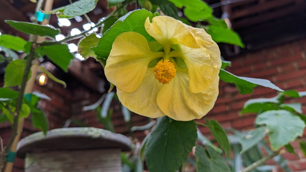 a yellow flower with green leaves and a brick building in the background