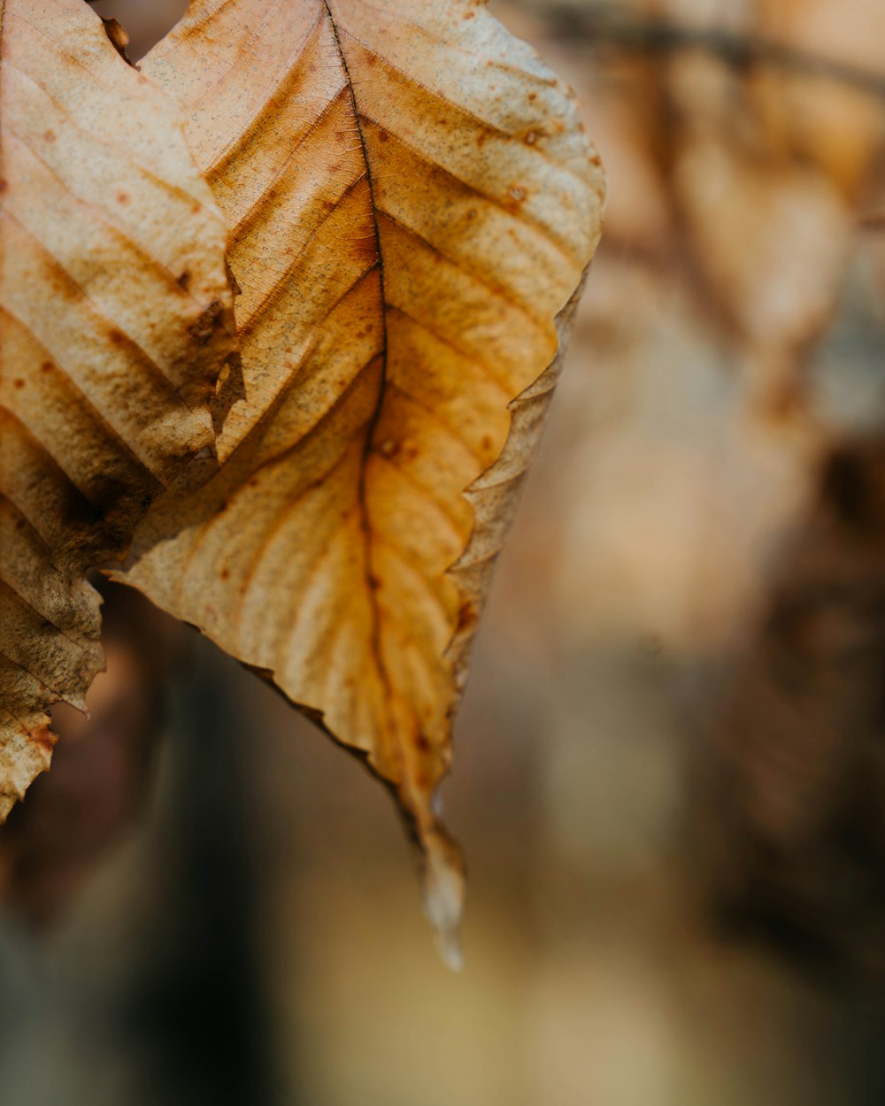 a close up of a leaf on a branch