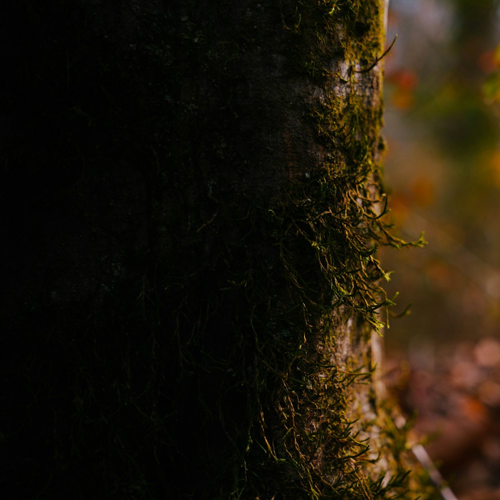 a close up of a tree trunk with moss growing on it