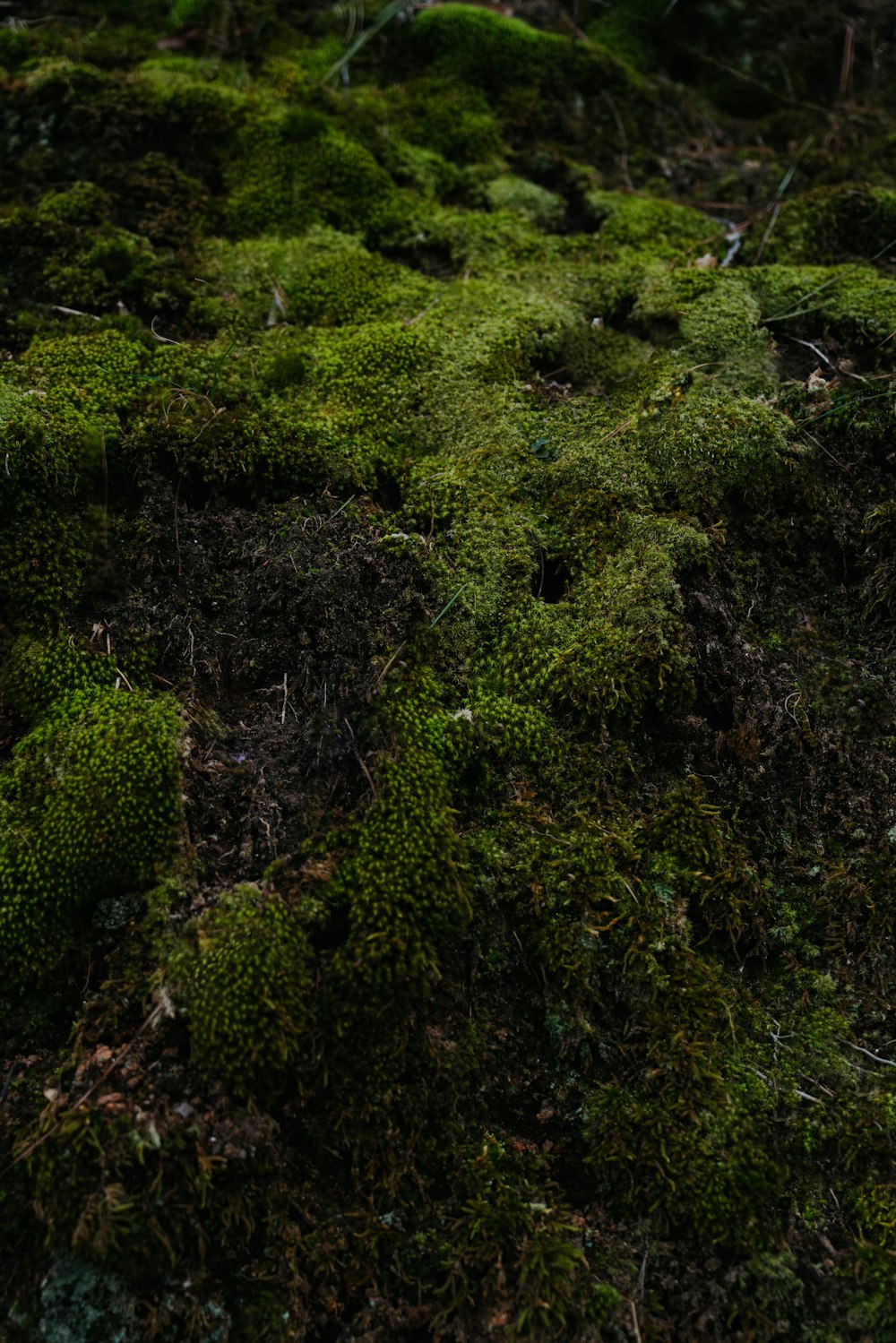 a close up of a patch of moss on the ground