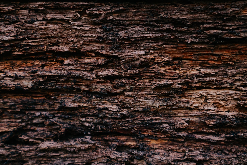 the bark of a tree is brown and black