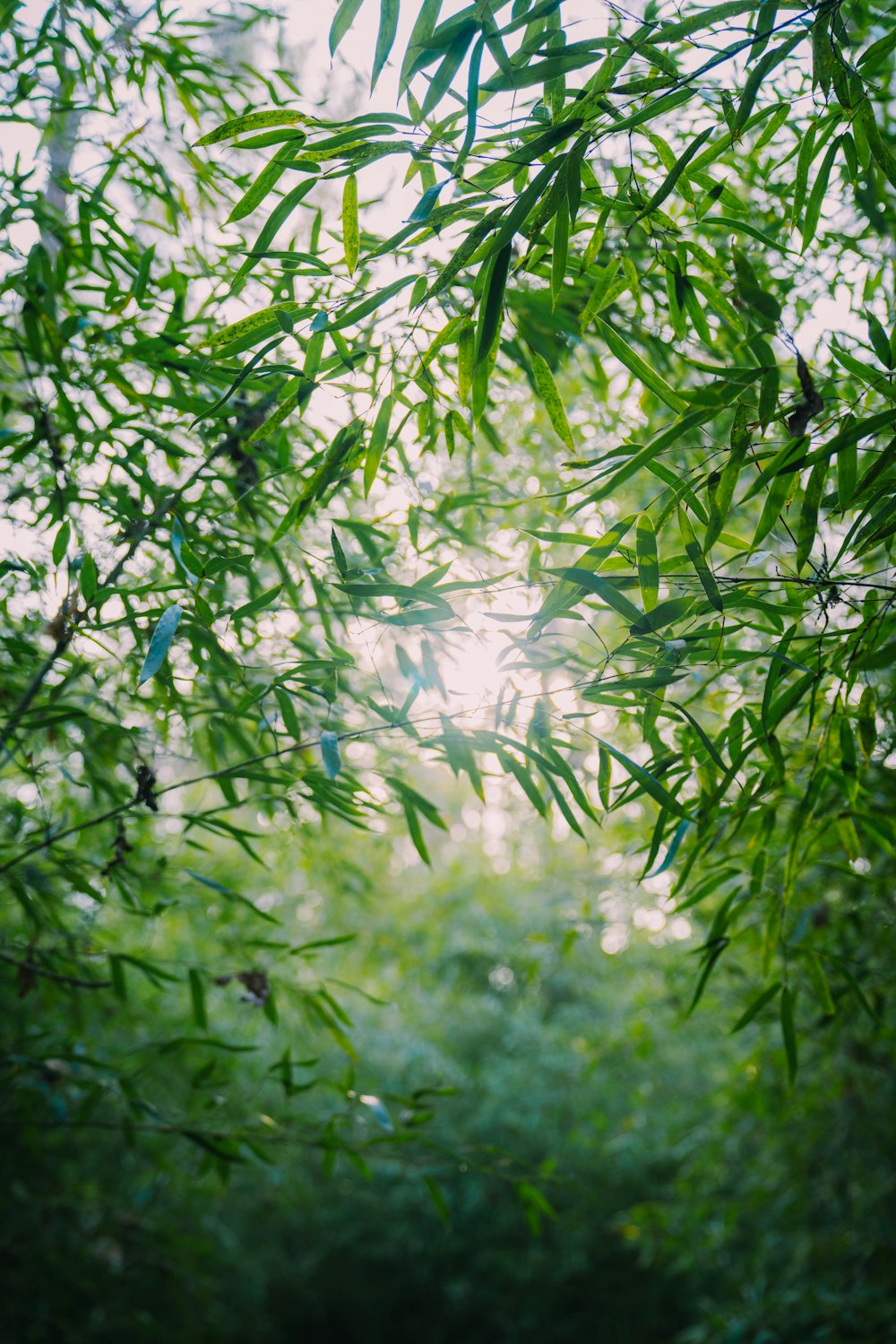 the sun shines through the leaves of a bamboo tree