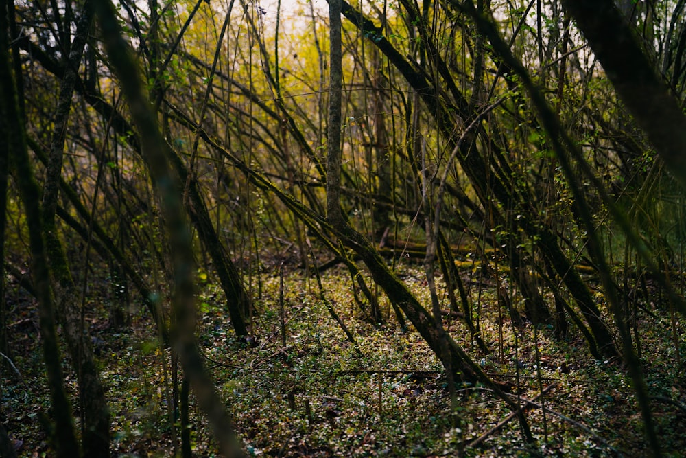 a bunch of trees that are in the woods