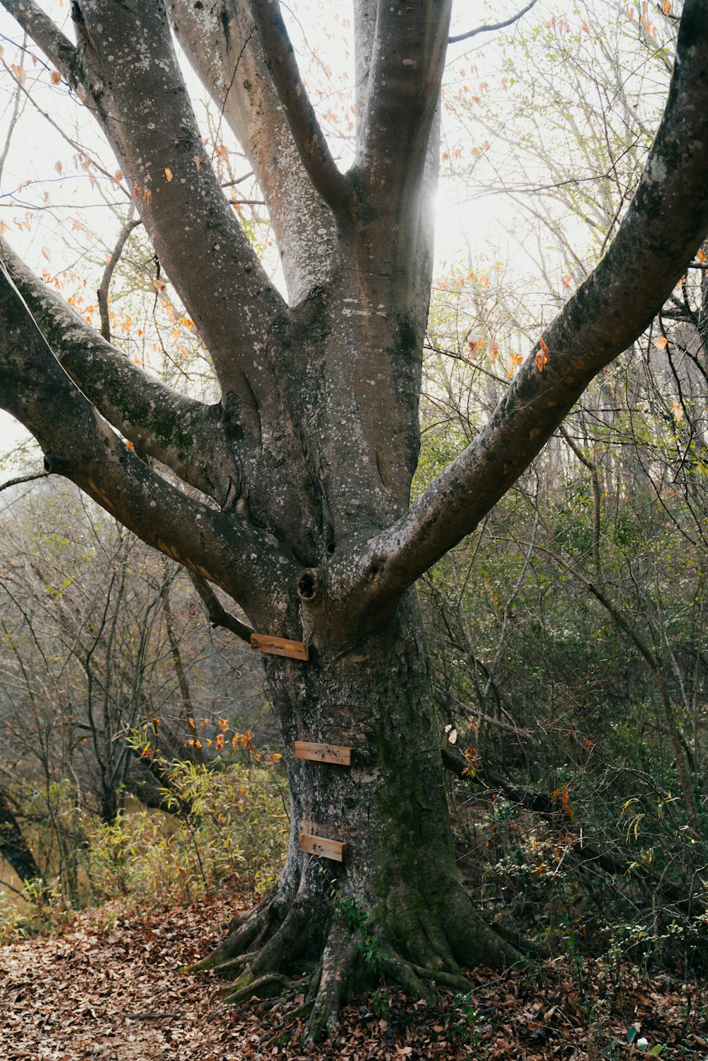 a tree with a bunch of tags on it