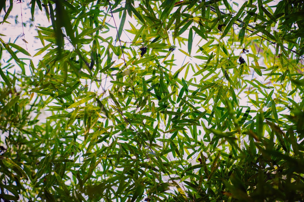 the branches of a bamboo tree are reflected in the water