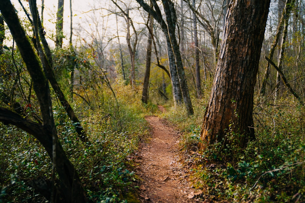 Un camino de tierra en medio de un bosque