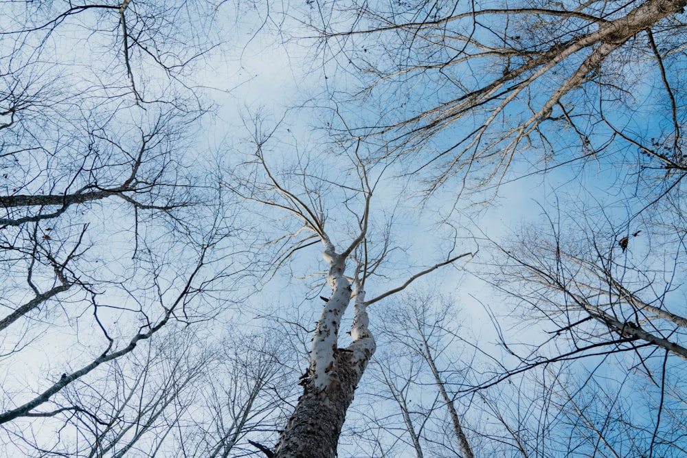 looking up at the tops of tall trees