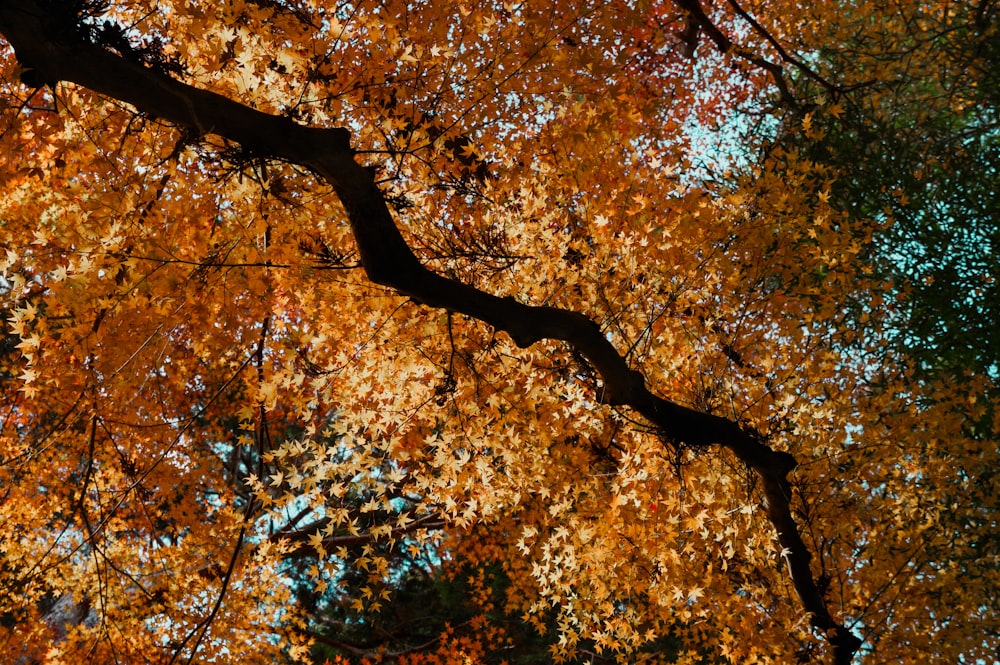 a large tree with lots of leaves on it