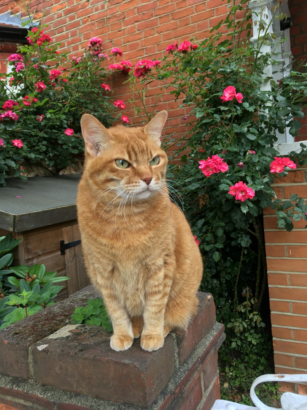 an orange cat sitting on top of a brick wall