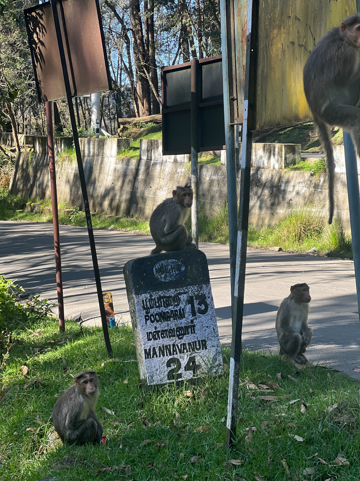 a group of monkeys sitting on top of a lush green field
