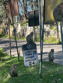 a group of monkeys sitting on top of a lush green field