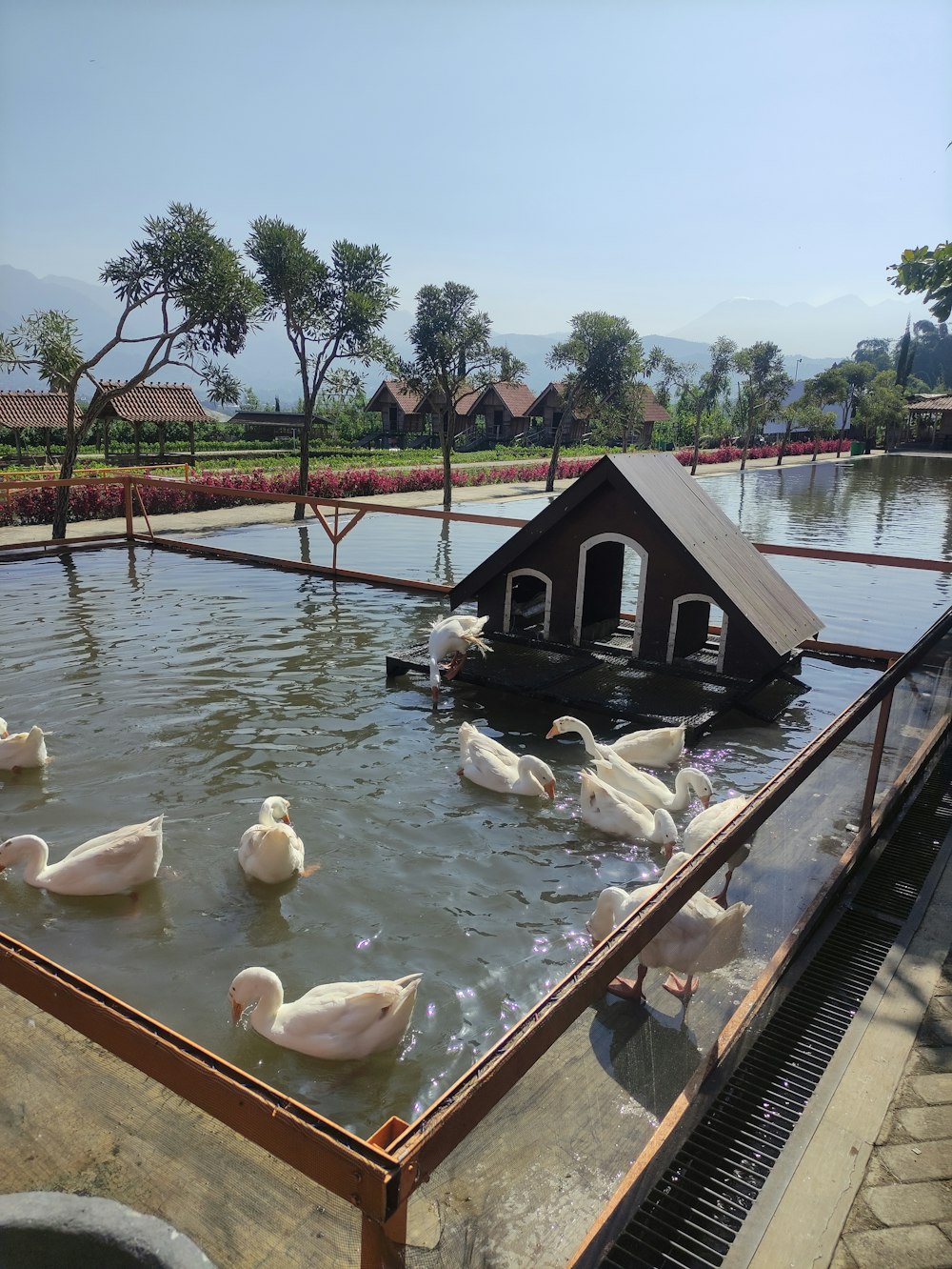 Un montón de patos nadan en un estanque