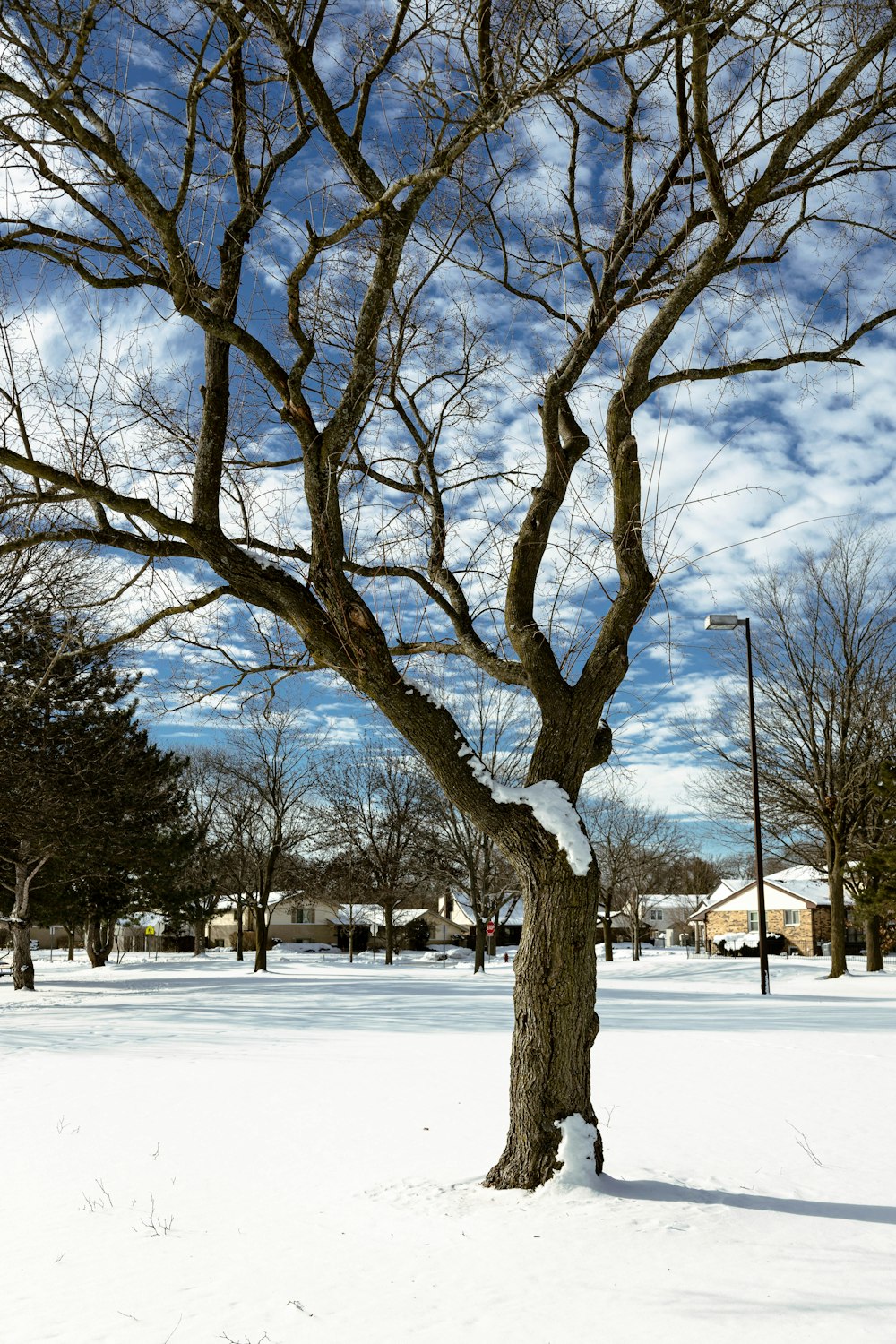 a snow covered park with a tree in the foreground