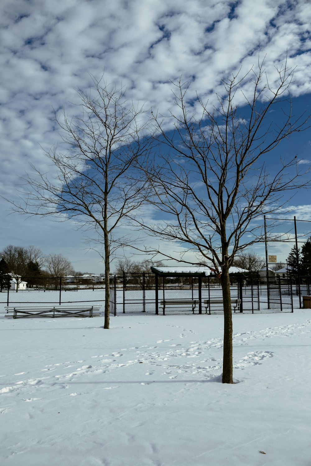 a snow covered field with trees and a fence