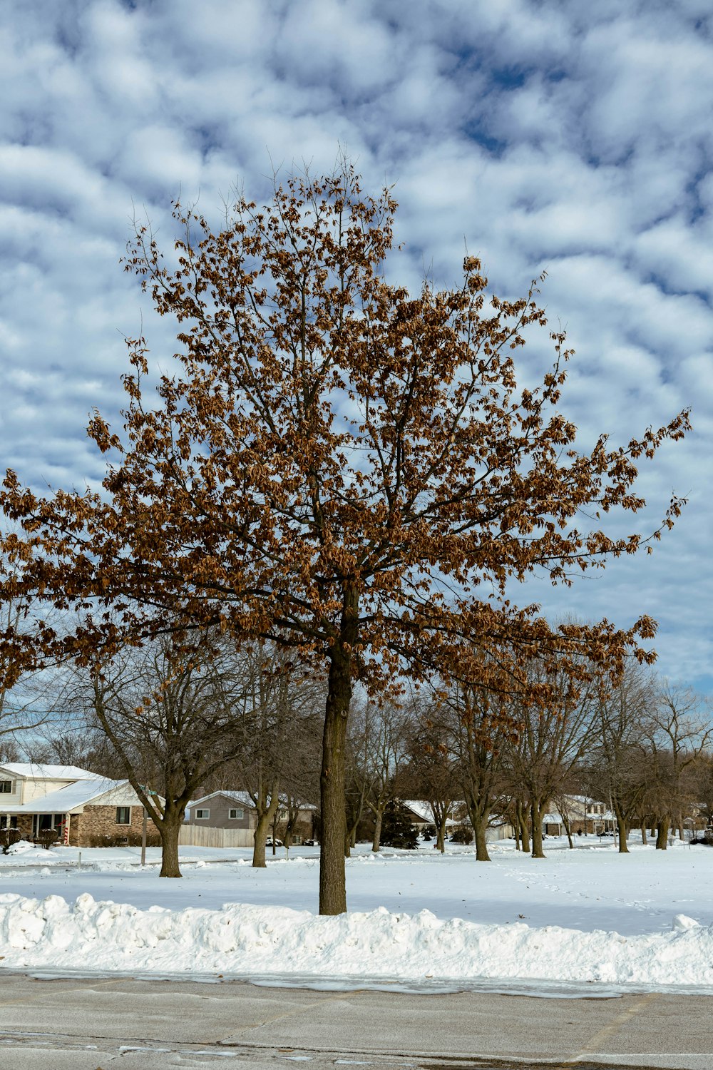 a tree in the middle of a snowy field