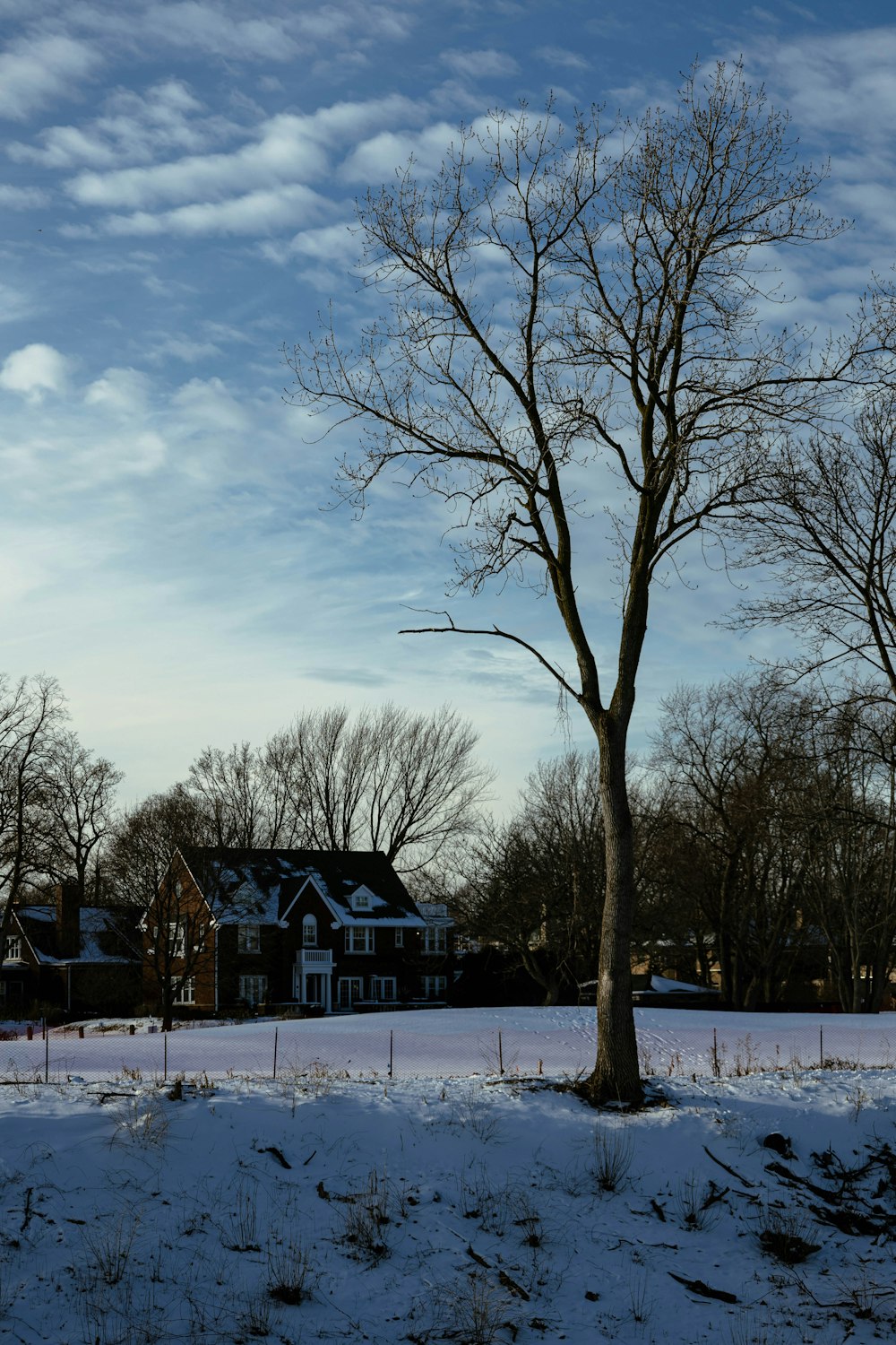 a bare tree in a snowy field with a house in the background