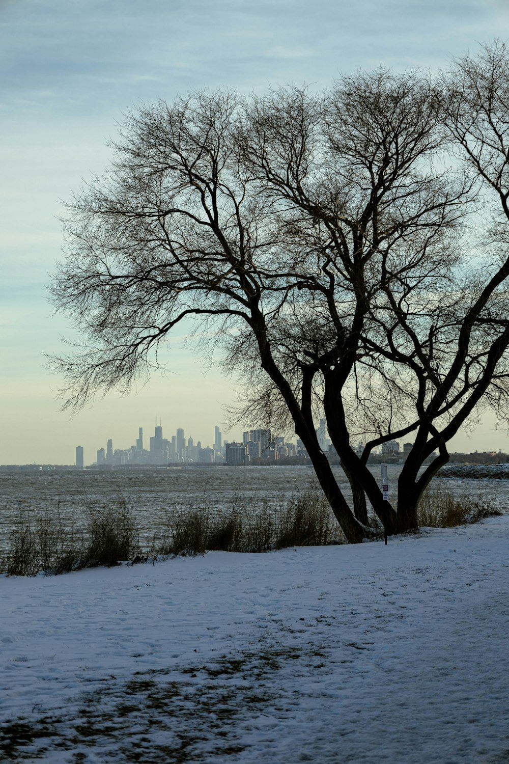 a lone tree in a snowy field with a city in the background