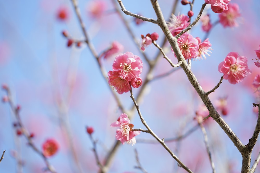 pink flowers are blooming on the branches of a tree