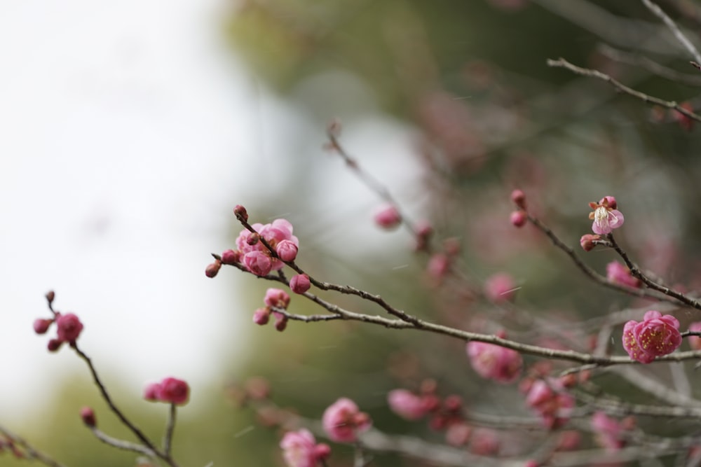 a small branch with pink flowers on it