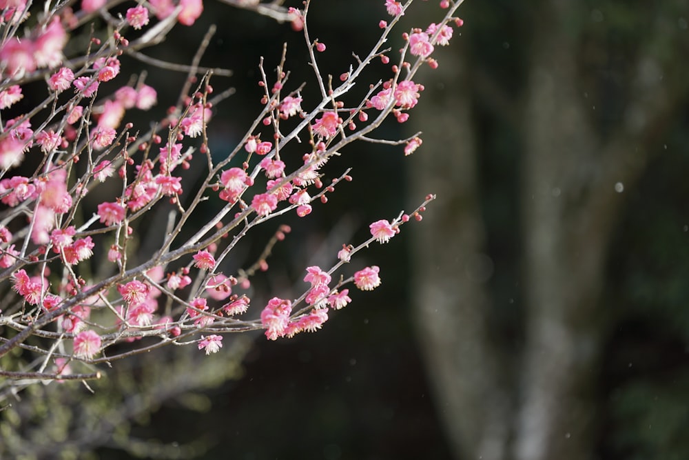 una rama de un árbol con flores rosadas