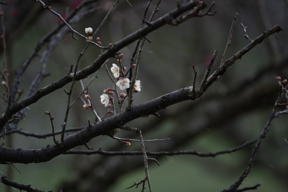 a branch with small white flowers on it