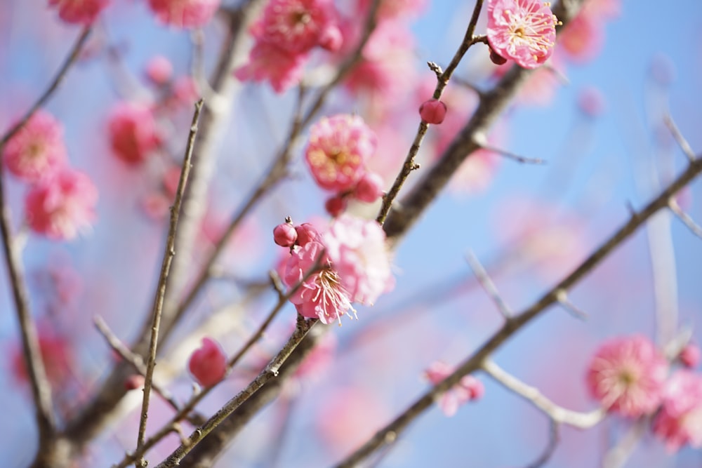 pink flowers are blooming on the branches of a tree