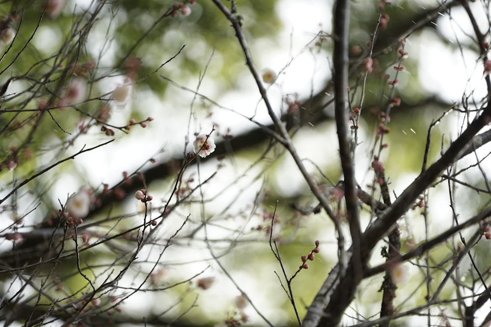 una rama de árbol con pequeñas flores rosadas