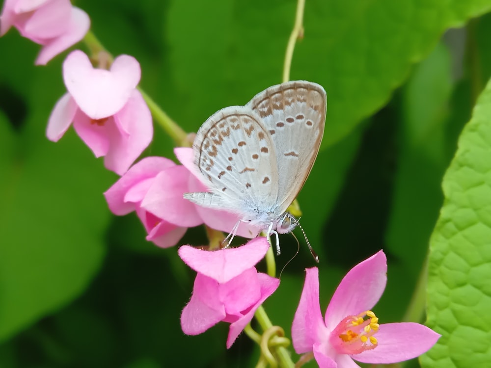 a blue butterfly sitting on a pink flower