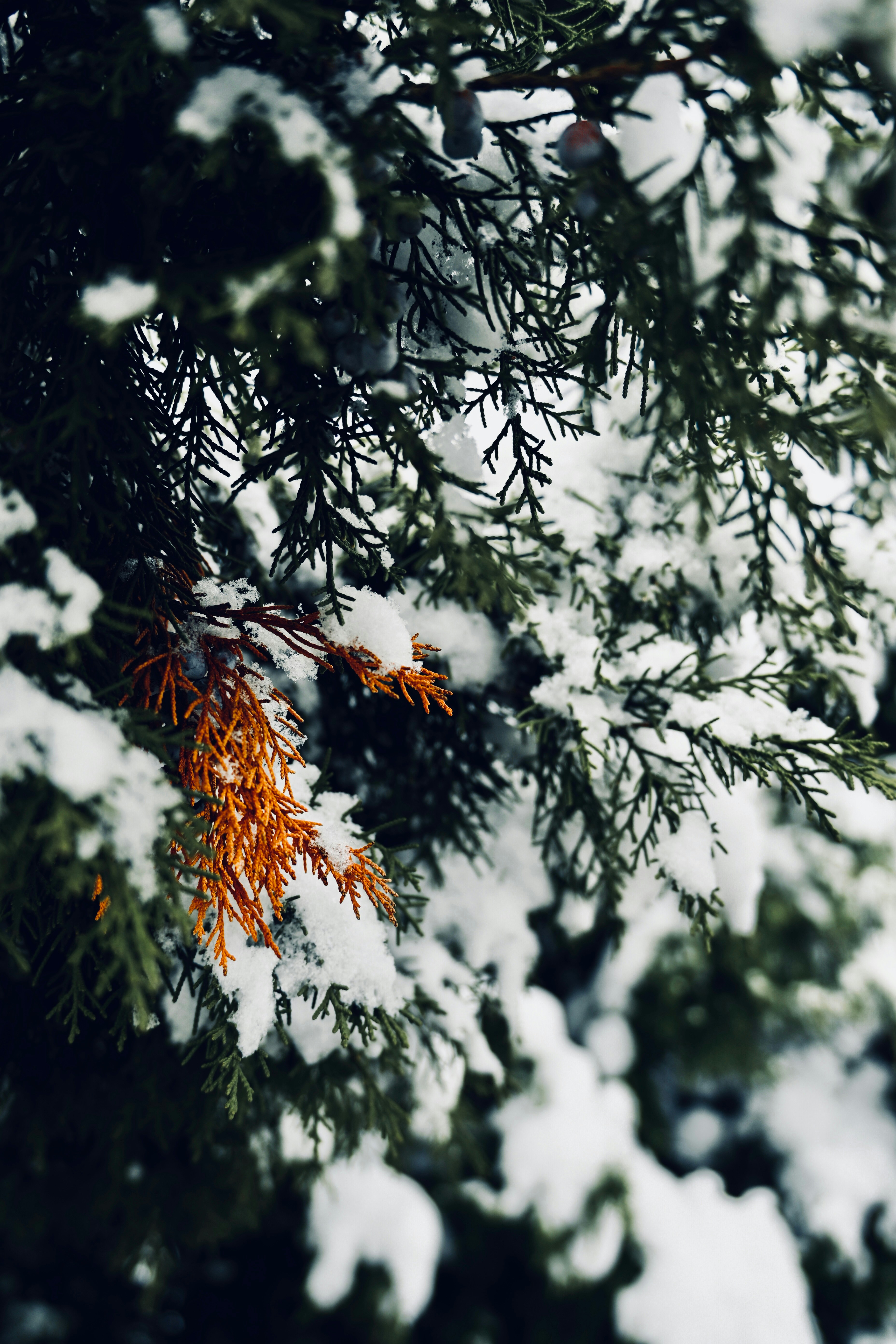 Photo by juuuuuuuuuuu